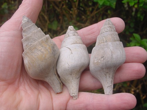 Medium size eocene - 3,