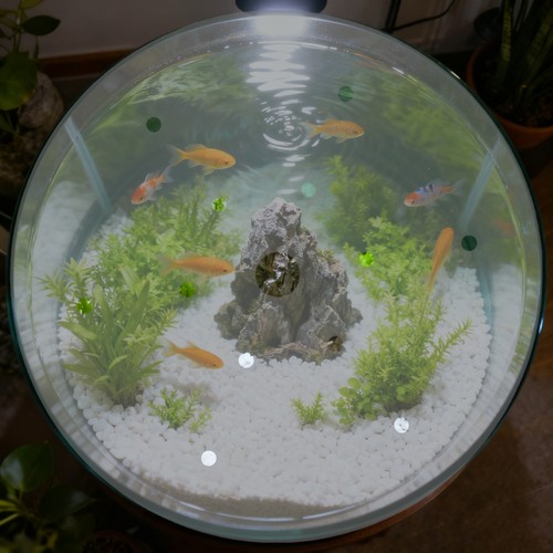 Fish tank lid - tank,