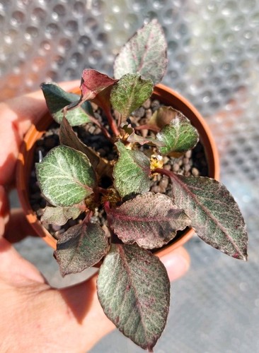 Euphorbia francoisii - euphorbia,