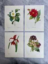 Original vintage botanical / floral bookplates 1964  Medium SIZE 9.5 x 7.5 Inch