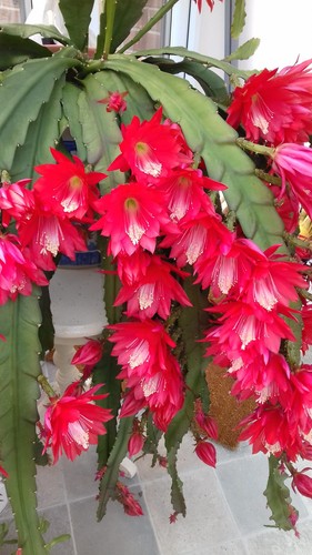 Large epiphyllum rooted - 3,