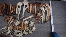 Real Sheep Bones taxidermy art