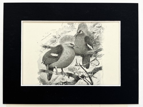 Crowned pigeon mounted - crowned,