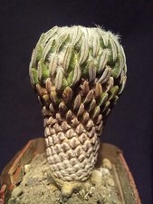 PELECYPHORA ASELLIFORMIS OLD