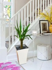 Large spineless yucca house - large,