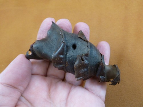Horn shark egg case - horn,
