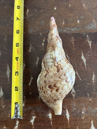 Triton trumpet shell - trumpet, 7”