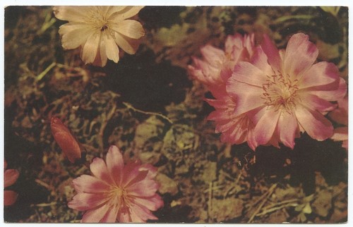 Bitterroot lewisia rediviva - bitterroot,