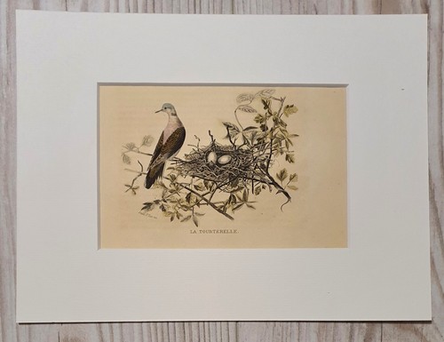 1852 lithograph art - 1852, wood