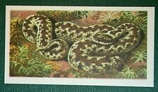ADDER  Venomous Snake  Vintage 1950's Reptile Card  EE26M