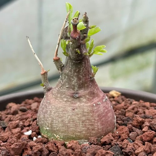 5cm succulent cactus plant - 4-5cm,