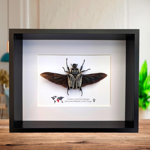 Framed eastern goliath flower - framed,