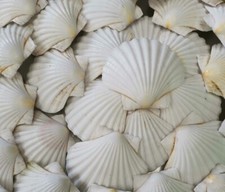 Scottish scallop shells - scottish,
