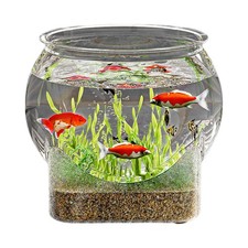 Large Round Clear Flower Betta