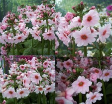 4 X plants of Primula japonica