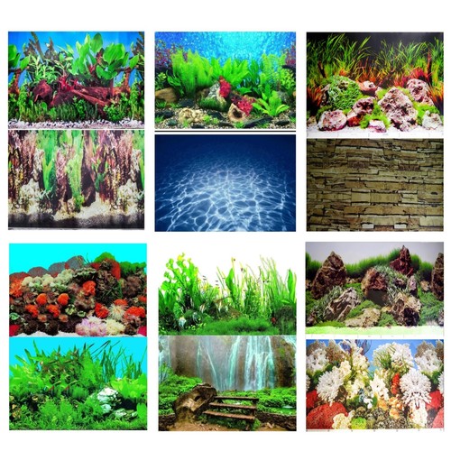 Aquarium fish tank - fish,