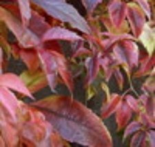 Parthenocissus quinquefolia engelmannii in 9cm pot Virginia Creeper