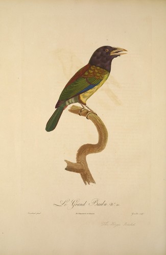 Great barbet vintage exotic - great,