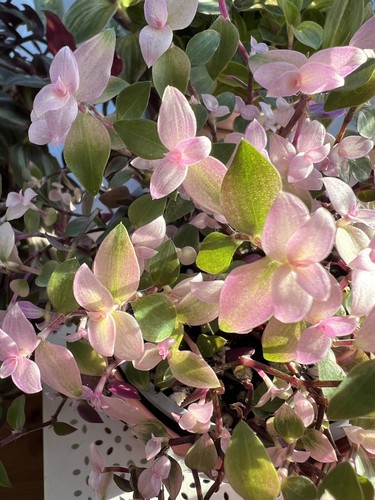 Tradescantia rooted - x,