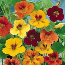 Nasturtium Tall Single Mixed