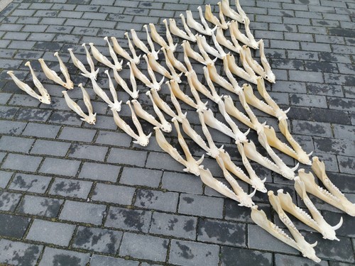 10x wild boar - jaw, skull