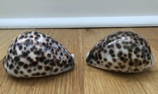 2 X 6cm Tiger Cowrie Tortoise Sea Shell natural crafts beach aquarium fish tank