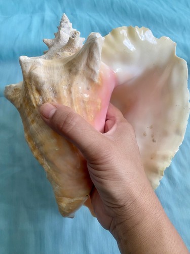 Large natural queen - large, conch