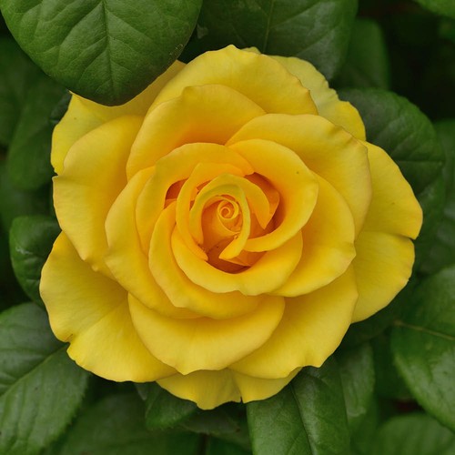 Rose happy birthday - rose, 'happy