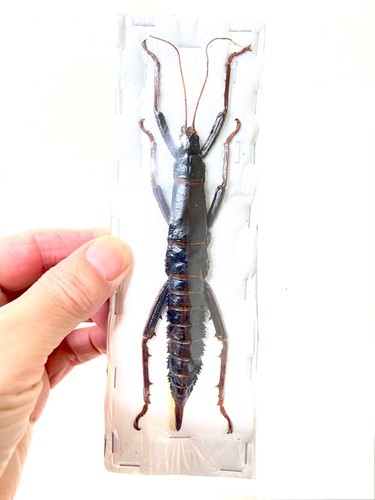 Stick insect eurycantha - stick, insect.eurycantha