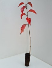 3 Cherry Trees - Prunus Avium