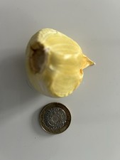 6 X Elephant Garlic Cloves 2025 Harvest (huge) £11 Free Postage