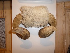 Rams Horns and real wool (5)