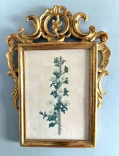 Thousand Spiked Rose, P.J.R