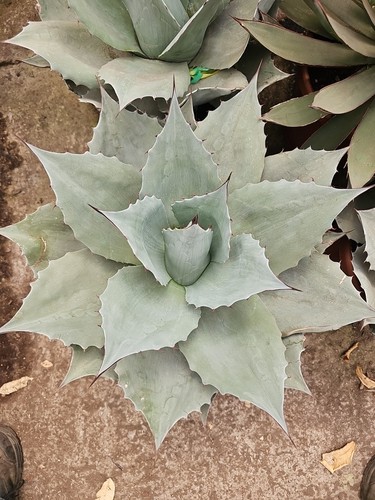 15ltr agave iced - x,