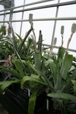 Carioca Bromeliad - Aechmea