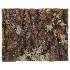  Bark Decor Reptile Background