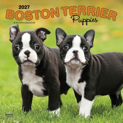 Boston terrier puppies 2027 - boston,