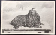VINTAGE DOG POSTCARD HUNGARIAN PULI C.1910/20 VERY GOOD UNUSED