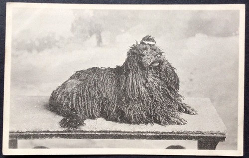 Vintage dog postcard - vintage, hungarian