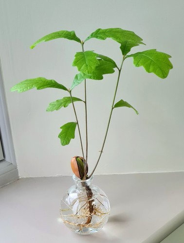 Grow your own - your,