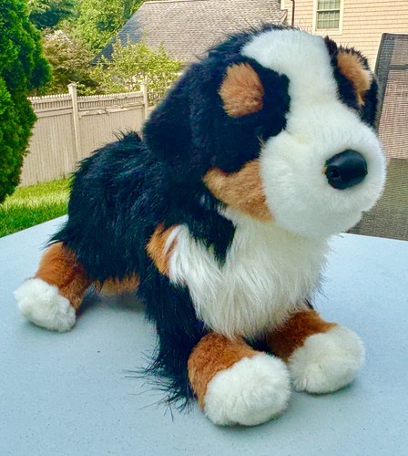 Douglas trevor bernese - douglas,