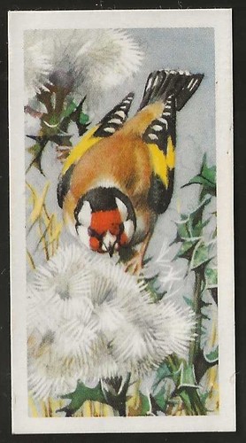Brooke bond bird - brooke,