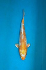 11" Harawake Koi Carp  A**