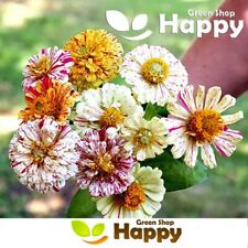 ZINNIA DAHLIA PEPPERMINT MIX -