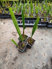 Butia yatay - 11 cm Pot Palm
