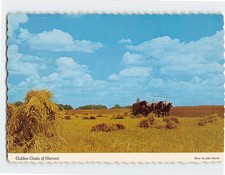 Postcard Golden Grain of Harvest Amish Horse-Drawn Equipment Farm Field Indiana