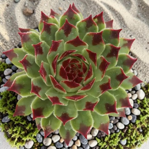 Sempervivum chick charms mint - sempervivum,