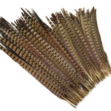 Ringneck pheasant feather - pheasant,