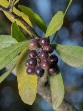 Chilean Pepper Tree - Schinus