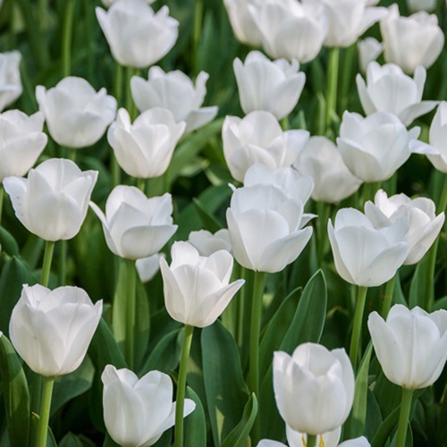 Tulip triumph white x30 - 'triumph, white'
